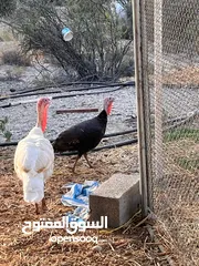  1 زوج رومي و الحبشي للبيع