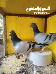  15 15 جواز للبيع مشكلات