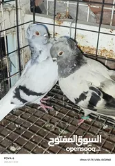  26 حمام نخب الماني جواز وفردات