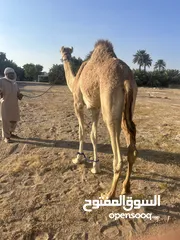  2 قعود سمين ونظيف حج عقيره