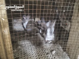  1 ارانب للبيع  كوم 8 حبات عمرهم شهرين ونص للتواصل  ع الواتس اب