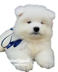  2 سامويد جراء مميزه