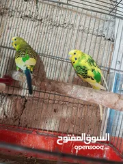  2 طيور الحب جوز استرالي حبات نخب اول شغال مكفول