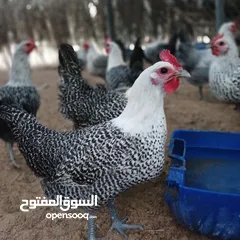  14 بيض بلدي طبيعي العين ابو ظبي 