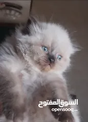  2 قطط هيمالايا