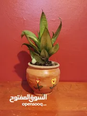  4 Air cleaning indoor plant for sale