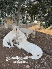  1 كلاب هاسكي للبيع ذكر وانثى