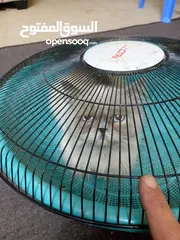  1 قط هملايا ذكر للبيع