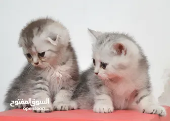  8 سكوتش بيور 100%