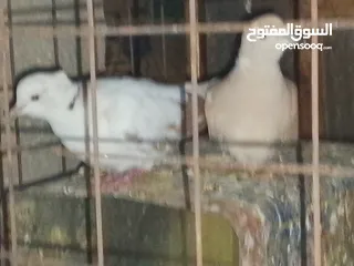  3 جوز حمام يمامه للبيع صحه ونضافه وشغال