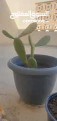  3 Cactus plants three vases نبات الصبار