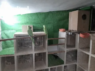  1 جوز شغال عصافير ضره جامبو مع افراخو 160