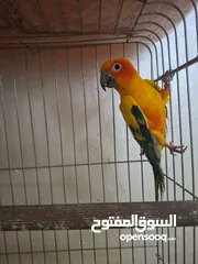  1 جوز صن كنيور مش اليف  منتج