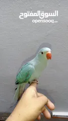  2 ببغاء دره هولندي اليف