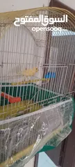  3 عصفور كنار ذكر