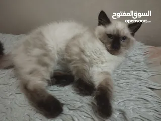  1 قطة هملايا للبيع