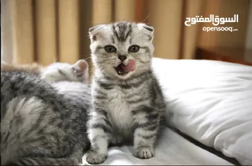  1 Scottish fold and Scottish straight kittens