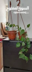  3 plants Curtains rod