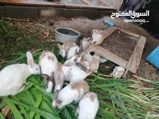  8 ارانب عمانية للبيع