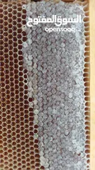  11 للبيع أجود منتجات العسل بالبريمي مقابل وكالة تويوتا بالقرب من منفذ حماسة / الامارات