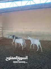  3 تيس  للبيع