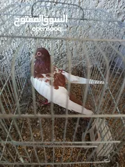  15 حمام للبيع