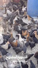  2 فرخات جاج بلدي سوبر