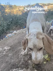  1 كلبة صيد مع اربع جراوه للبيع