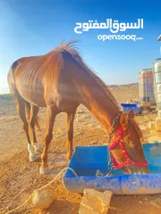  6 خيل  لبيع العمر سنتين فرس انثى