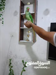  5 للبيع ببغاء تيمنا صلاة النبي صحة و جمال ثوب وريش كامل متكلم