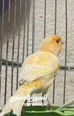  1 عصفور كنار ذكر لونه جزري  برتقالي تصفيره نار عمره سنه وتسعه اشهر الرجاء قراءه الوصف