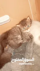  3 بيع قطط برتش