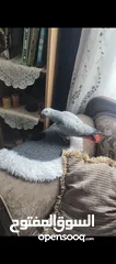  7 ببغاء كاسكو متحدث نمبر ون اليف عجينه محجل حجل فضي بطلع على الايد وما بعض نهائيا شوف الوصف