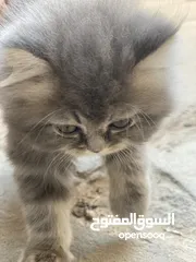  4 قطه زينه لبيع لعوبه لون كلش حلو