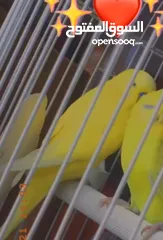 3 طيور حب زوج للبيع  بياضات