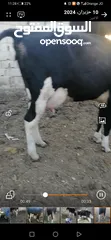  2 أبقار للبيع
