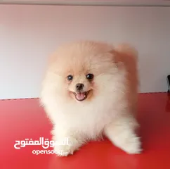  5 Imported Pomeranian Puppies