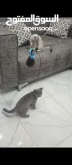  5 قطط سكوتش سلفر شيدد وسكني
