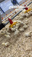 1 تجهيز وبناء مزارع الدواجن المغلقة