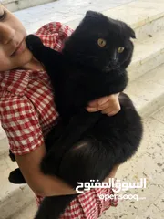  1 قط للبيع سكوتش
