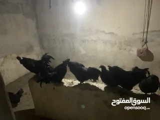  16 ديوك لمبرجيني و صيصان صحة و نظافة  بلدي للبيع