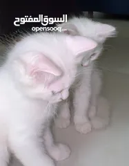  1 ققطط لتبني عمر شهرين ليس شراء