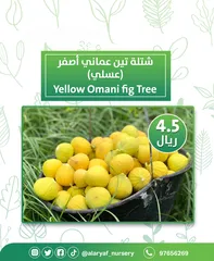  11 شتلات وأشجار التين من مشتل الأرياف  أسعار منافسة  انجیر کا درخت