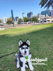  9 Pure breed siberian husky