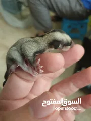  2 Adorable Sugar gliders