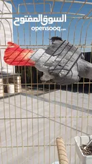  2 ببغاء كاسكو أليف بغيار مع القفص