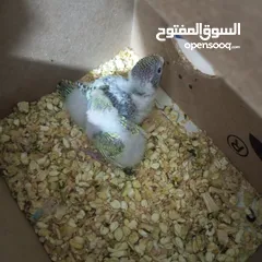  3 عصافير حب تحتهم فراخ