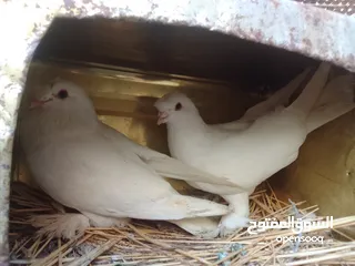  1 مكاوي ومجموعه اقفاص