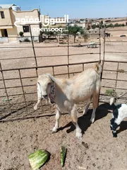  2 بسم الله ماشاءالله تبارك الرحمن ثني بعدو مو مبدل النوع (الصفدي)
