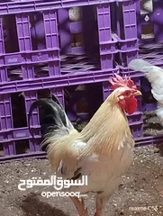  8 ديك كبير جدا بالصوره عمر سنتين للبيع يوجد ديك  بعمر الثمانيه اشهر العدد 2 في سعر 8